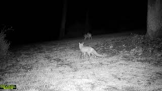 Coyote vs Fox