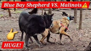 Malinois VS. Blue Bay Shepherd