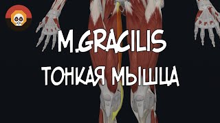 Тонкая мышца (m. gracilis) 3D Анатомия