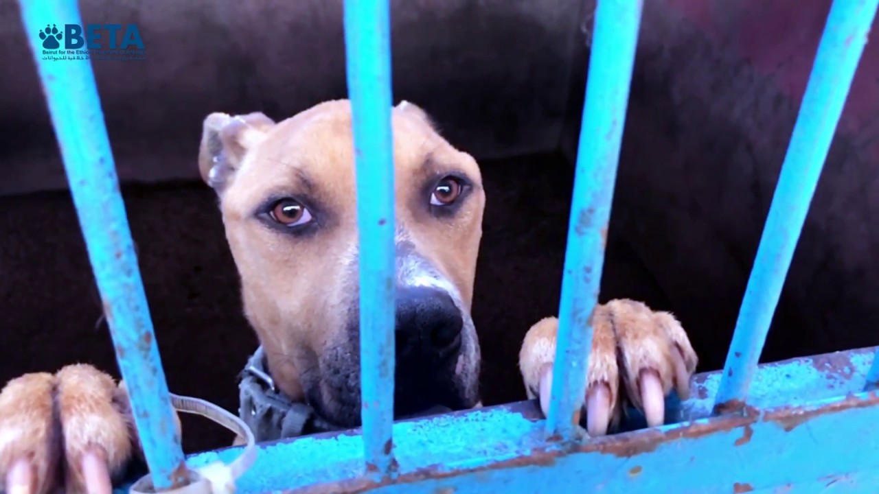 BETA implements the largest animal rescue operation in Lebanon so far