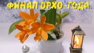 Орхидейные итоги года: яркие цветения, взлёты и падения