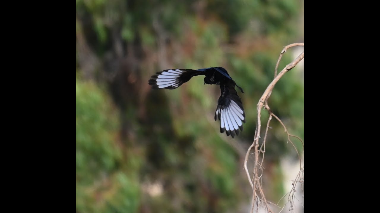 Backroads Birding Part 2