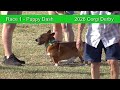 Corgi Derby 2026