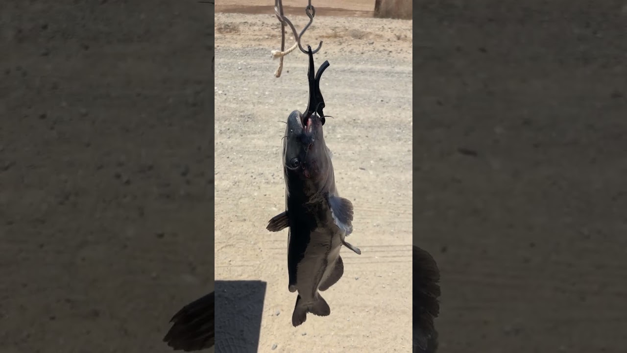 Monster Channel Cat fish on a live bluegill 