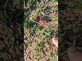 くっつき虫