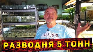 Аквариумная разводня объемом 5 тонн в 9 кв. метрах!