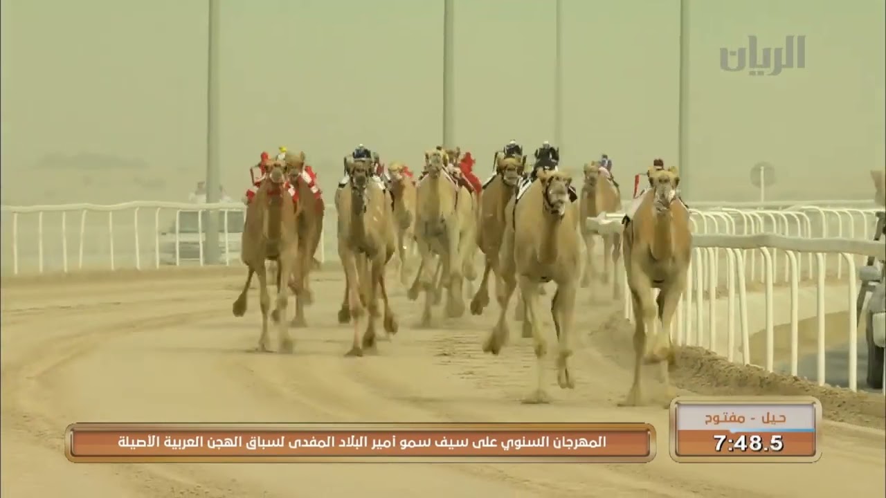 الشوط الأول (شوط الجزيرة) ختام سباق الهجن على سيف سمو أمير البلاد المفدى 11-3-2016