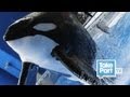 DEATH AT SEAWORLD | EYEWITNESS INTERVIEW with Lynne Schaber | The Cove | TakePart TV