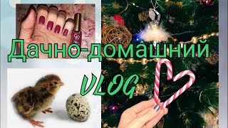 дачно-домашний VLOG вылупились птенцы, наряжаем ёлку, лаковые новинки...