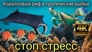 🎥 9 ЧАСОВ 4K — Коралловый риф и цветные рыбки  Глубокая релаксация, снятие стресса и медитация