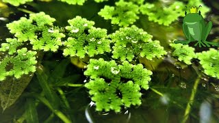 Azolla vs Lemna (Duckweed): അസോള കൃഷി Water Plants Malayalam - Natural Fish Food Poultry Food