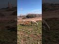 Shorts Video يوميات راعي الغنم في البادية المغربية لمن يحب الطبيعة و البادية راعي الغنم 