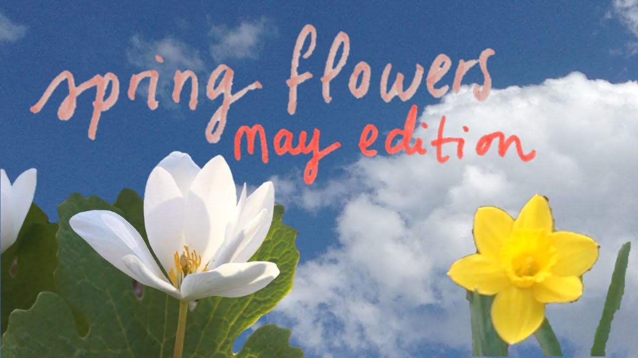 spring flowers - may edition - YouTube