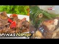 Pinas Sarap: Ipinagmamalaking kambing dishes ng Tarlac, ibinida sa 'Pinas Sarap'