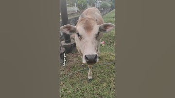 sapi lucu l lembu jinak l sapi moo l cow video