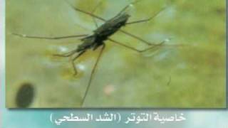 التوتر السطحي Youtube