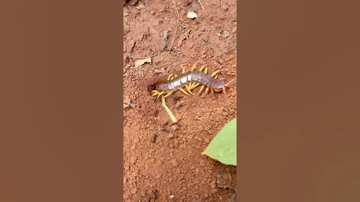 IQ centipede insect VS Skills bullet ants