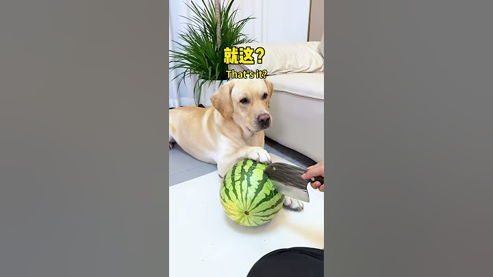 【旺仔很忙🐶Wangzai is busy】狗子好像赢了，但又好像输了The dog seems to win, but then again, he seems to lose