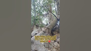 SUNG RỪNG ĐỘC LẠ CỔ THỤ TRÊN TÂY NGUYÊN HÙNG VĨ