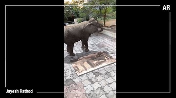 Augmented Reality Animal