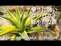 Americana Cornelius] A variety that is perfect for planting in the