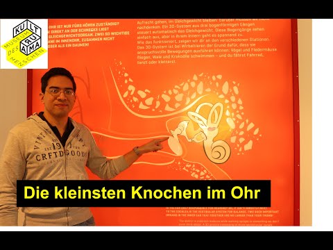 Video: Haben Vögel Gehörknöchelchen?