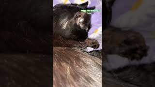 Happy birthday old man 🥳🥳🐈‍⬛ #birthday #cat #happybirthday