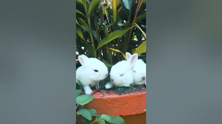 Funny rabbit videos I Rabbit videos 2020