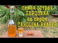 Самая острая перцовка - рецепт настойки на перце Carolina Reaper и дегустация