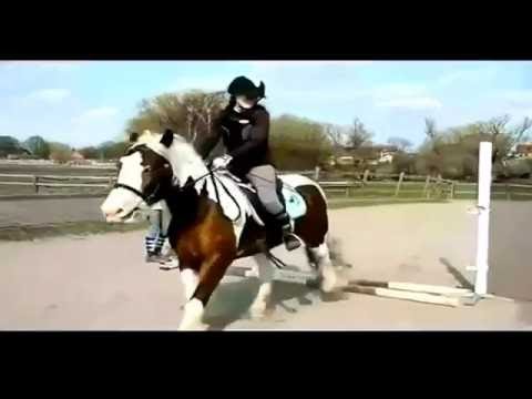 funny-horse-videos-try-not-to-laugh