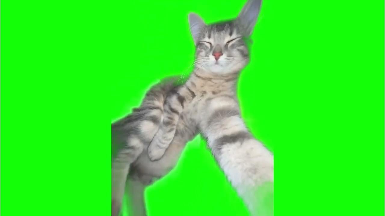 Почему видео в ютубе зеленое. Кнопка подписаться на зеленом фоне. Салатовый экран. Салатовый фон. Телевизор грин скрин.