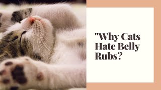 Why cats hate belly rubbed  | the secret Reasons Behind Cats' Dislike for Belly Rubs