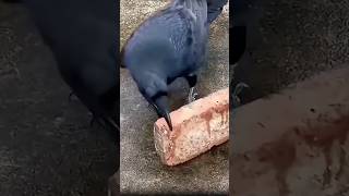 1000 IQ crow