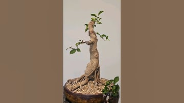 Starting primary branches from scratch🌳 #bonsai #fyp #wire #bend #prune #fy #trending #viral