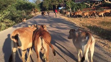 Vacation in Laos - Day 9 - Cow Traffic Jam Near Vang Vieng in Rural Laos!