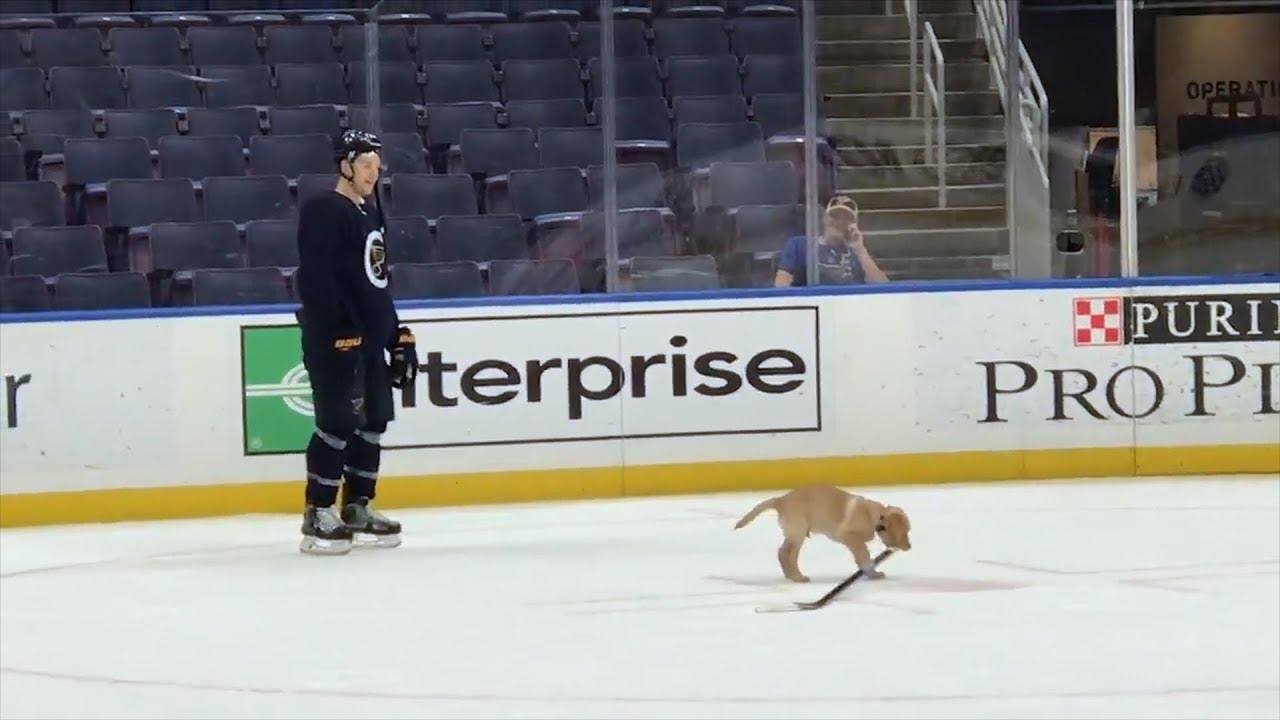 NHL teams are adding dogs to their rosters: Meet some of the pooches