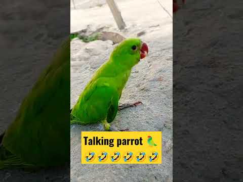 बोलने वाला तोता 🦜||talking parrot 😂😜🤣#new Indian people short 🤣#new #viral #funny #short