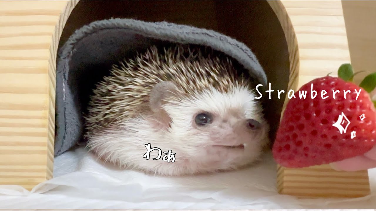 高級イチゴを食べたハリネズミの反応がこちら! Here is a hedgehog's