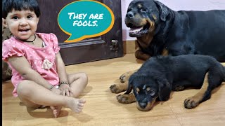 Aaru fighting with oggy and Jerry | Rottweiler puppy | baby dog |