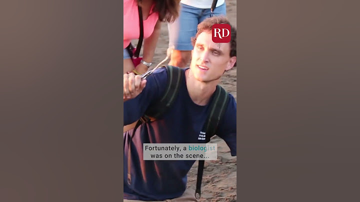 Biologist saves sea turtle with fork stuck in nose | Everyday Heroes