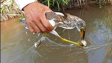 Giăng lưới cá rô trên đồng dính con này| Catch perch, ... in the field