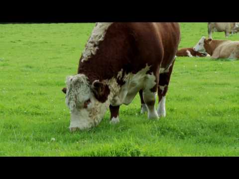 Irish Hereford Breed Society