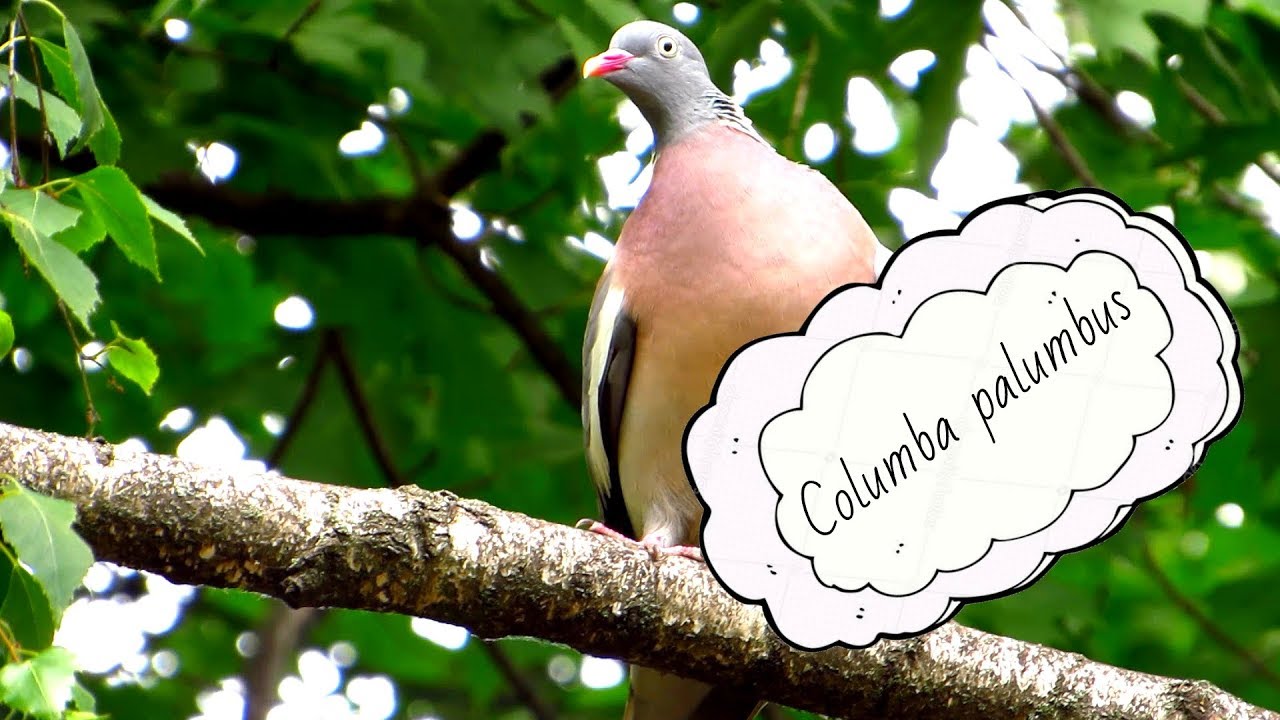 columbarium hong kong Columba palumbus, Common wood pigeon (UK), Припутень (UA), Вяхирь (RU)