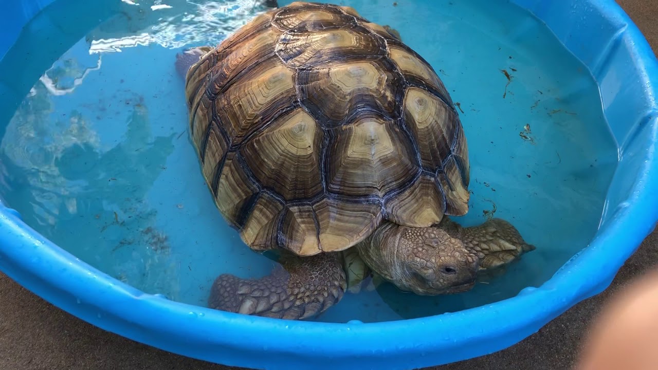Sulcata tortoise care