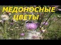 Медоносные цветы Донбасса. Пчелы.