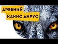 Самый большой волк в мире Ужасный волк Canis dirus Про животных для детей