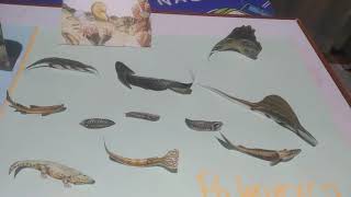 Maqueta eras geológicas