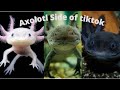Axolotl Side Of TikTok