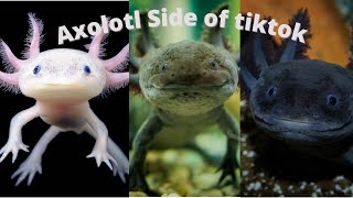 Axolotl Side Of TikTok