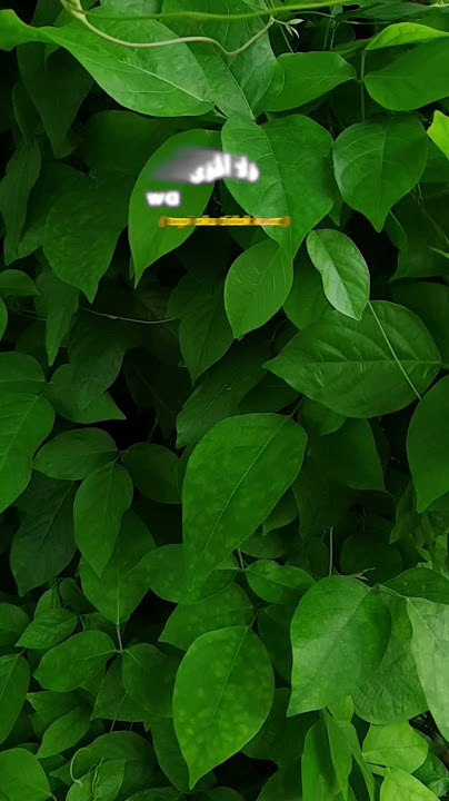 Wahai Allah,  aku bukanlah ahli surga, maka ampunilah hambamu ini. Sholawatan yuuk